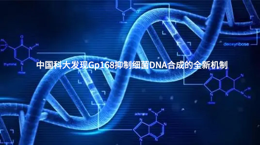 中国科大在DNA复制、抗菌策略研发领域取得重要进展