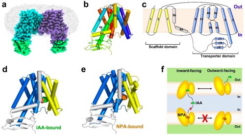 拟南芥PIN1蛋白三种状态下的结构和转运机制示意图