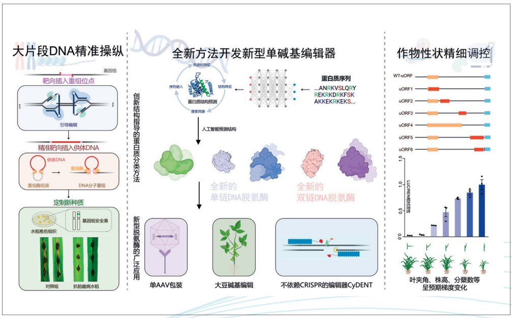 单碱基编辑到大尺度DNA精准操纵