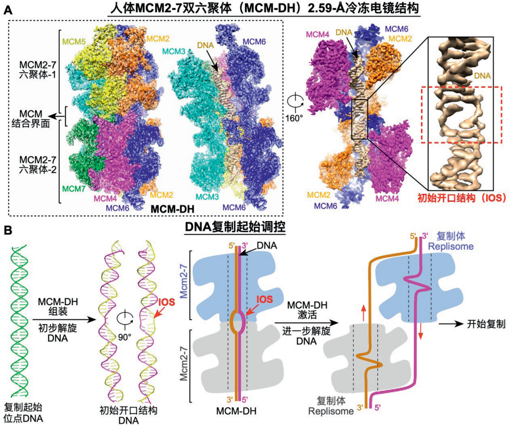 人体MCM2-7双六聚体（MCM-DH）冷冻电镜结构及DNA复制起始调控步骤