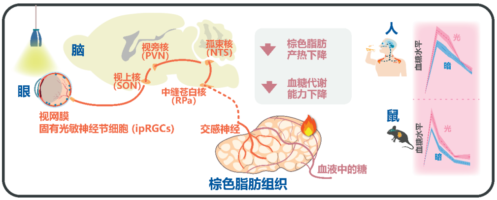 “眼-脑-棕色脂肪轴”介导光调节血糖代谢神经机制